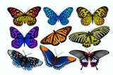 Beautiful collections of tropical butterflies on white background