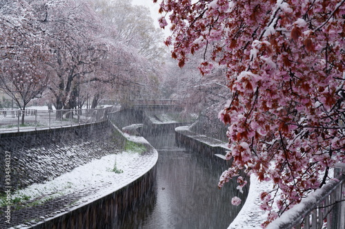 Εκτύπωση καμβά 春の桜が咲くころに雪が降る