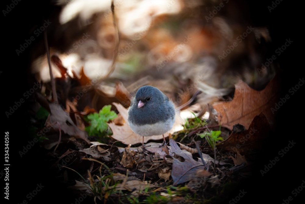 bird in Forrest