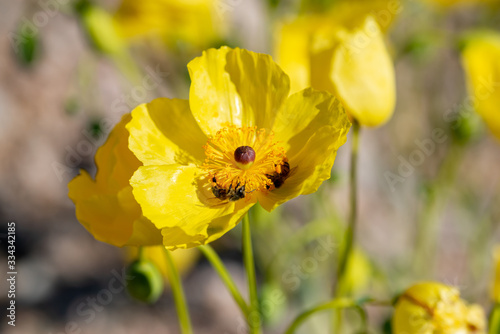 Bee pollinating bright yellow Las Vegas bear poppy (Arctomecon californica) flower photo