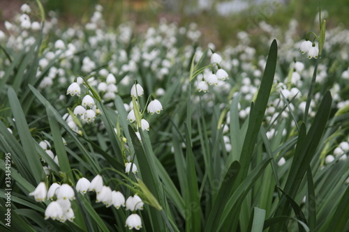 several with early snowdrops in nature in full bloom on a spring day 