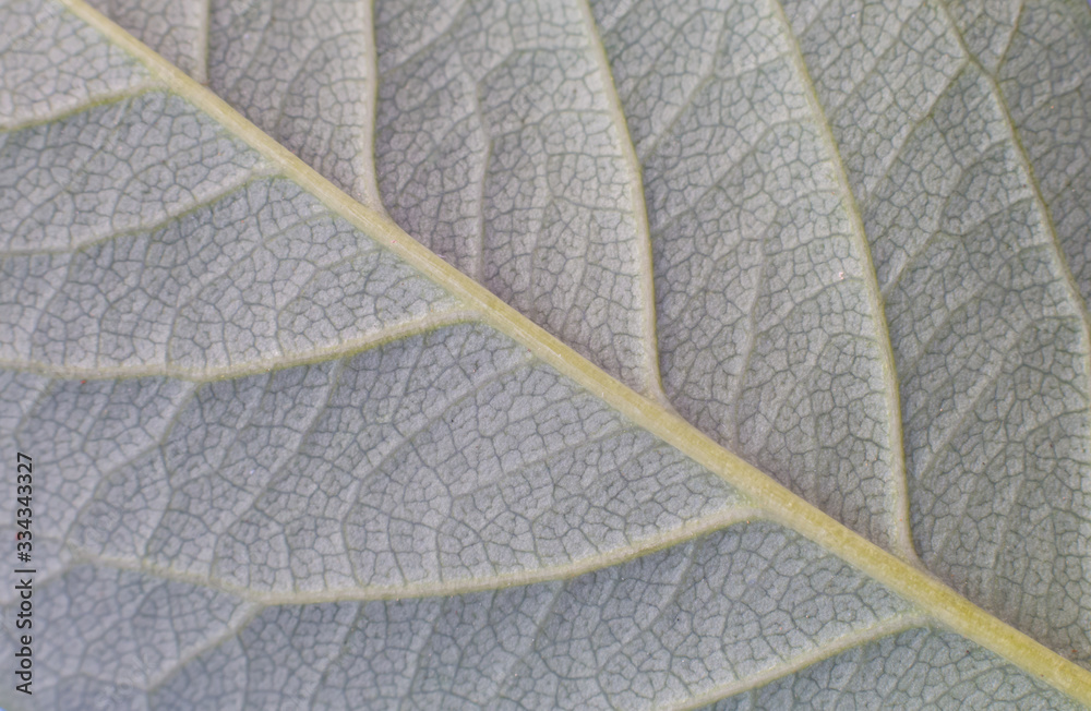Obraz premium leaf closeup