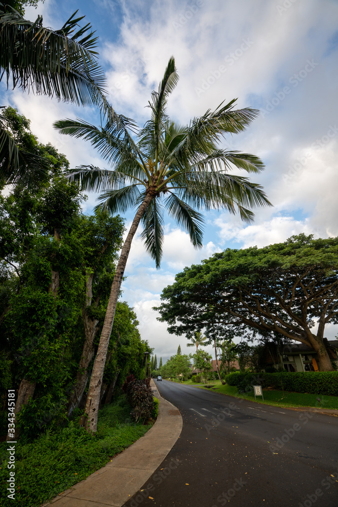 palm trees on the beach in Hawaii