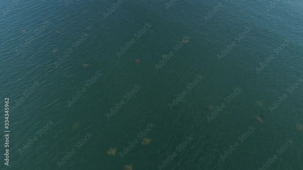 Aerial landscape of Vitoria beach and shoal of stingrays in the sea. Video recorded in Vitoria, 2019. Aerial landscape of Vitoria beach and shoal of stingrays in the sea. Video recorded in Vitoria, 2019.