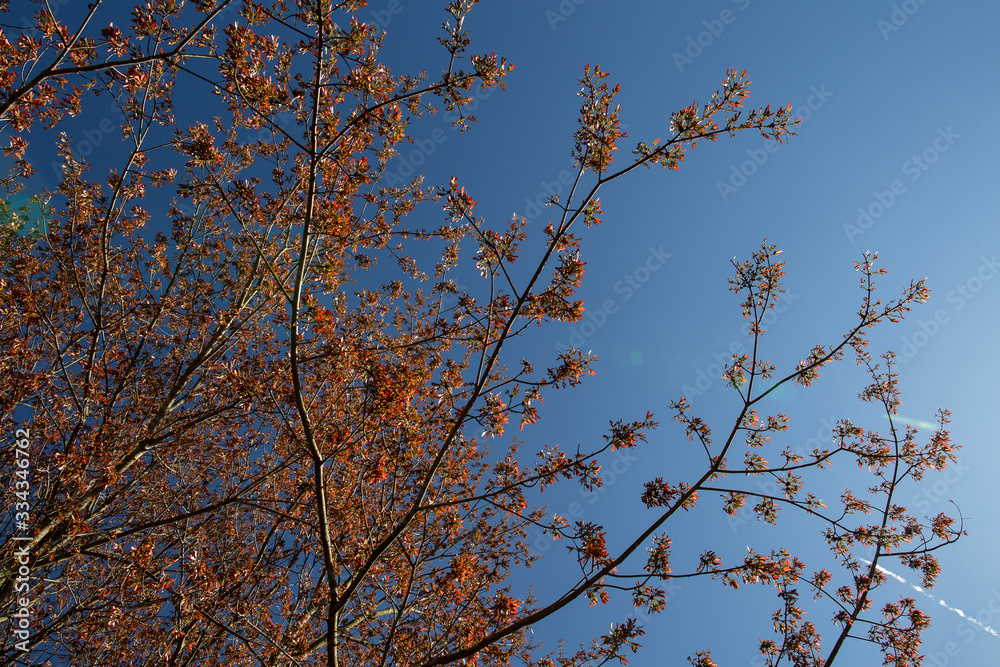 branches of a tree branches of a tree