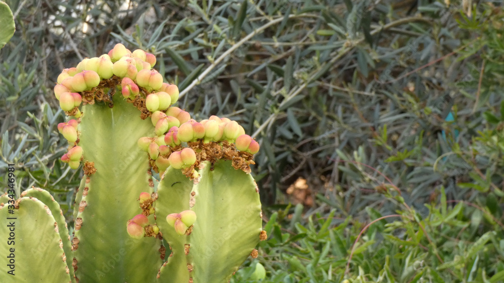 Closeup of candelabra tree cactus with yellow flower buds Closeup of candelabra tree cactus with yellow flower buds
