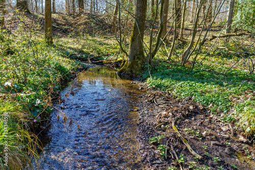 Im Stadtwald Rheinbach 