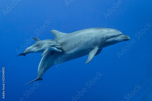 Canvas Print dolphins