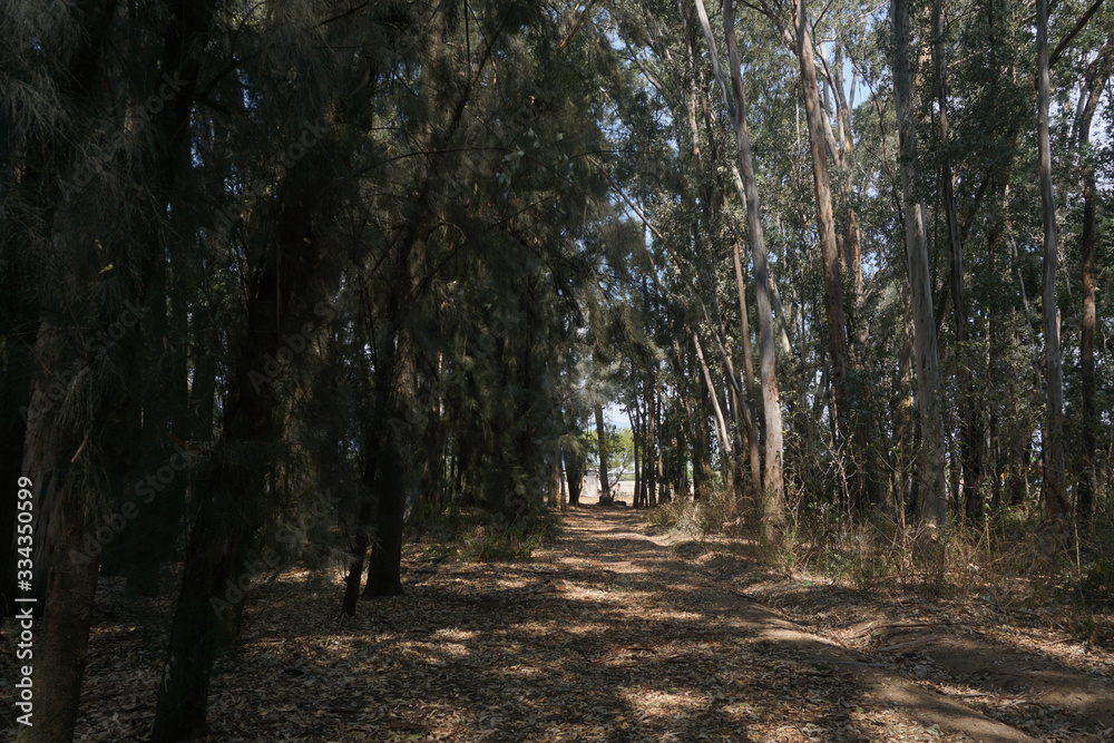 Fototapeta premium bosque misterioso