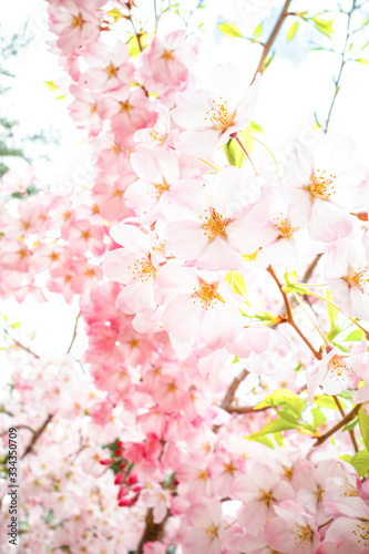 かわいい桜のクローズアップ