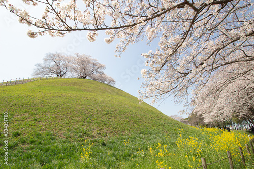 満開の桜が美しいさきたま古墳公園