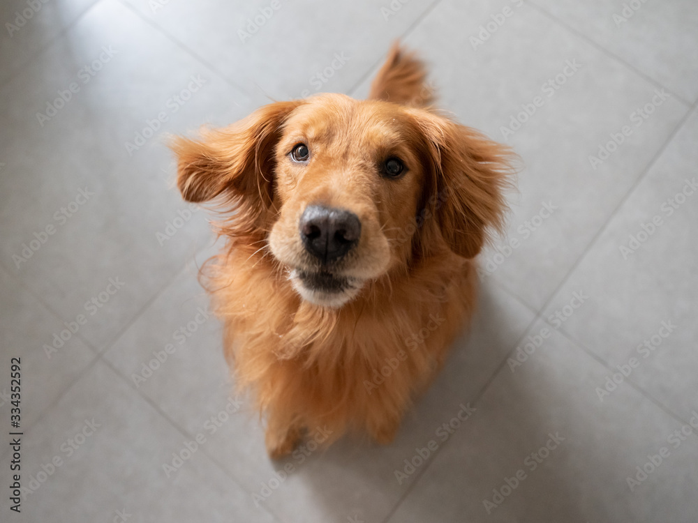 Golden retriever sitting on the ground, looking down