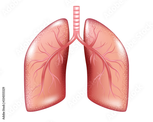 Human Lung cancer diagram isolated. Respiratory illness cancer graphics. Realistic Lung anatomy. Vector illustration photo