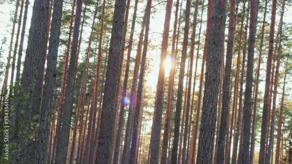 Sunshine through tall pine trees forest in Latvia, Baltic, roll right Sunshine through tall pine trees forest in Latvia, Baltic, roll right