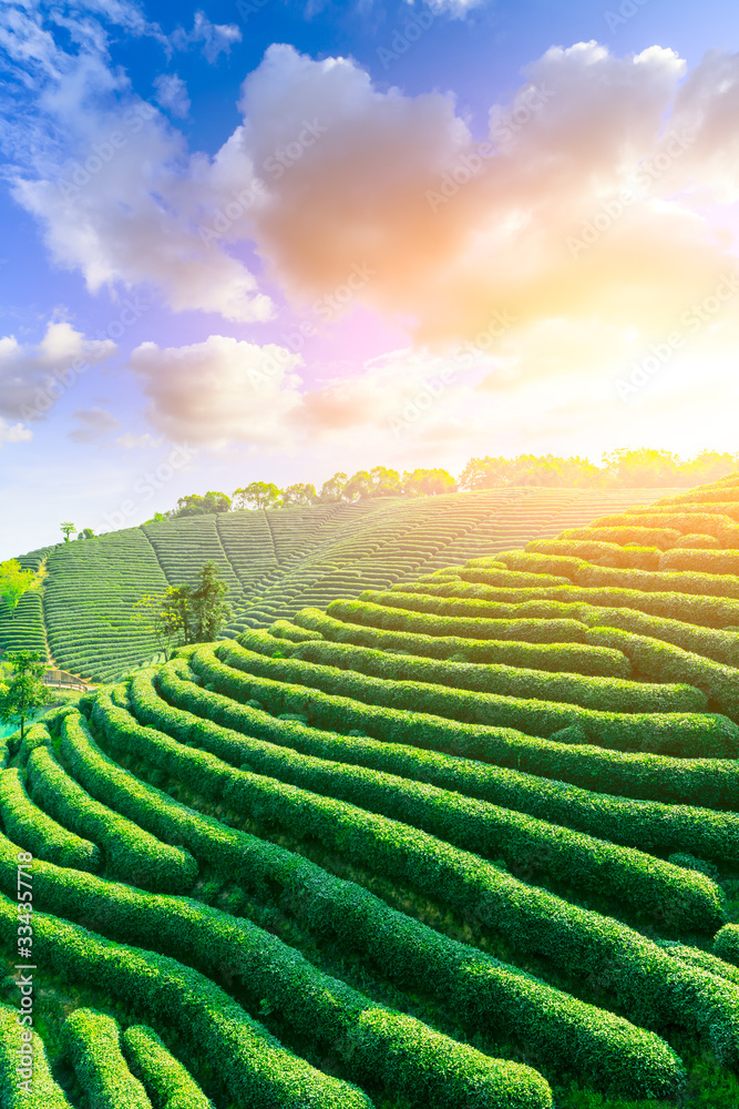 Green tea plantation at sunset time,nature background.