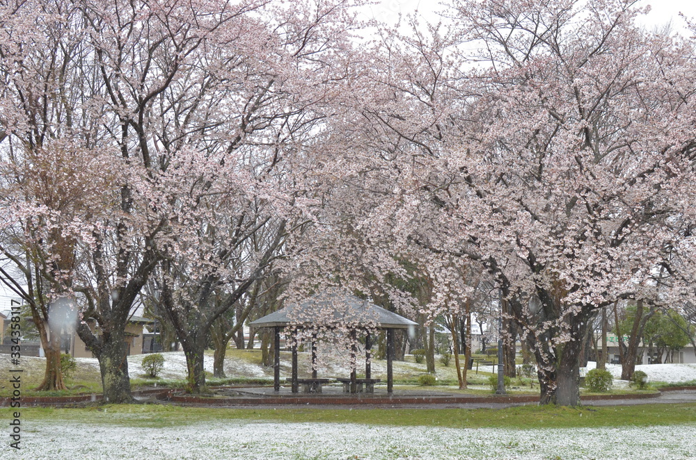 桜と雪