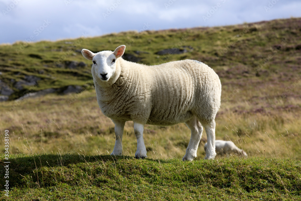 Obraz premium Scotland, UK - August 11, 2018: A sheep, Scotland, Highlands, United Kingdom