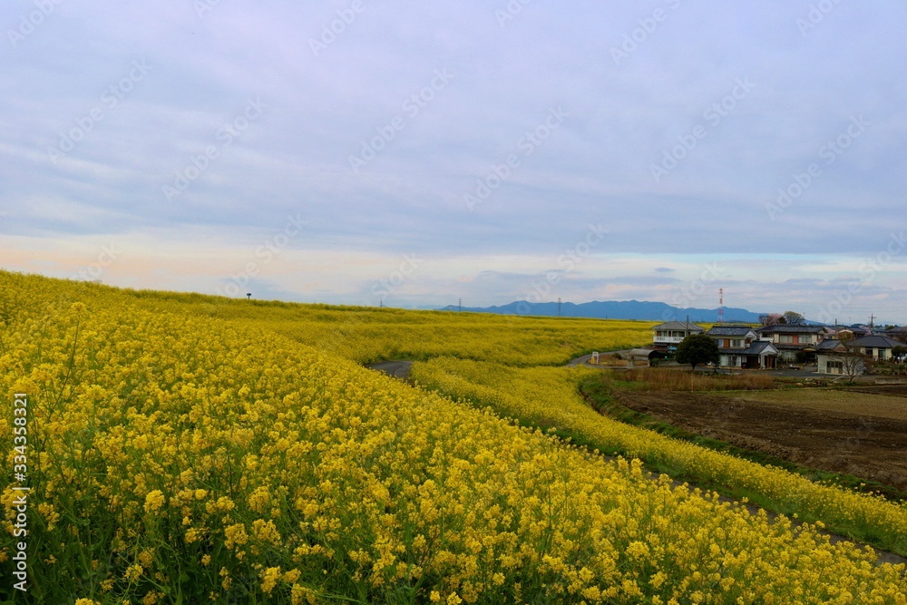 春　菜の花　道　山　風景　渡良瀬　栃木