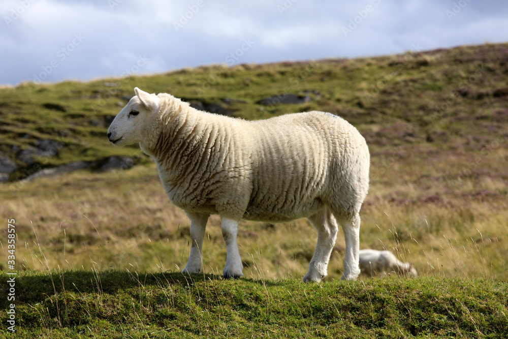 Fototapeta premium Scotland, UK - August 11, 2018: A sheep, Scotland, Highlands, United Kingdom