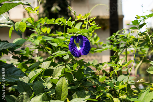 bluesh flower in a nature photo