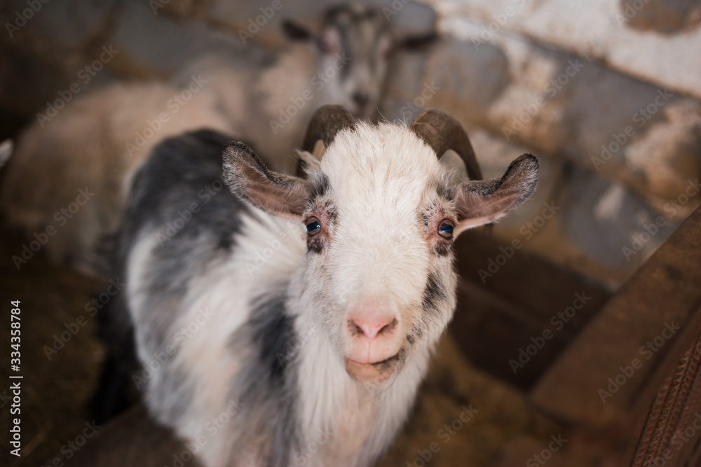 Obraz premium A beautiful black and white goat with big horns is looking at the camera. Animals on the farm. Cattle in the village