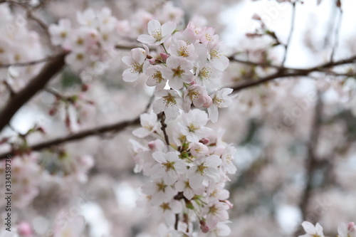 ソメイヨシノ（サクラ）の花