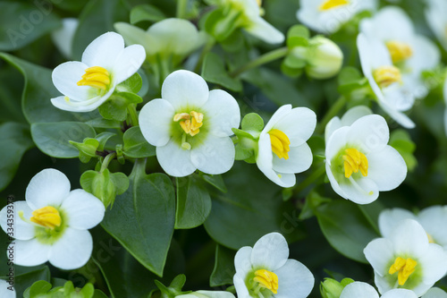 Blossoming persian violet, Exacum affine