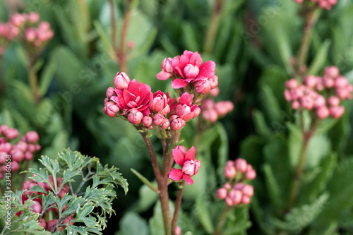 Jungle flower in a nature
