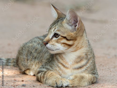 Close up Tabby Kitten Lie Down on The Floor Isolated on Blurry Background