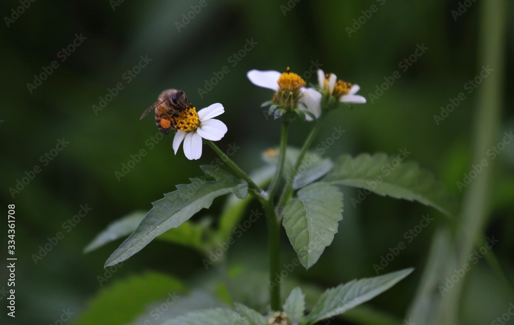 Bee hovering over an orange and white flower trying to get pollen with a nice green background Bee hovering over an orange and white flower trying to get pollen with a nice green background