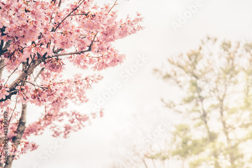 Cherry blossoming in the sunshine. Spring and tranquil nature concept. Toned image. Horizontal