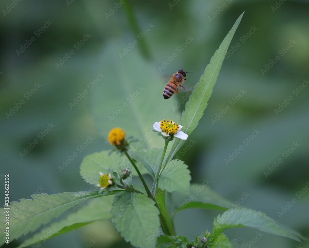 Obraz premium Bee hovering over an orange and white flower trying to get pollen with a nice green background