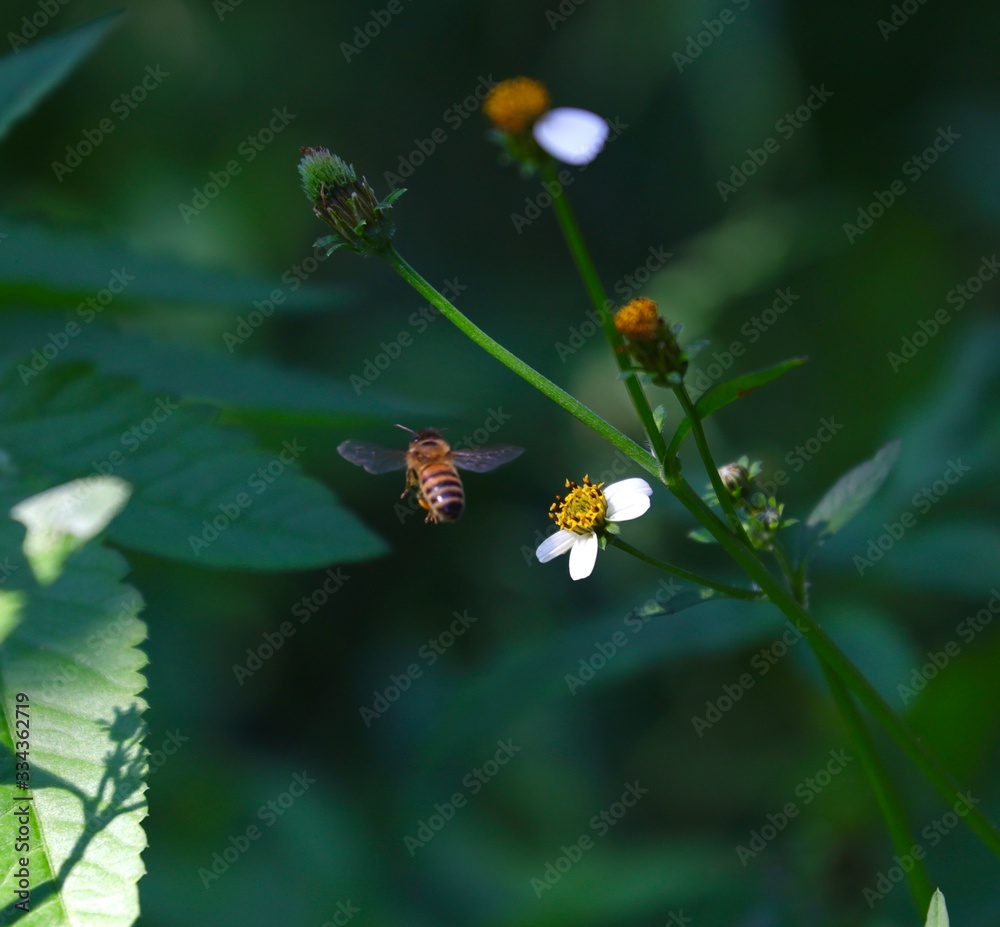 Bee hovering over an orange and white flower trying to get pollen with a nice green background Bee hovering over an orange and white flower trying to get pollen with a nice green background
