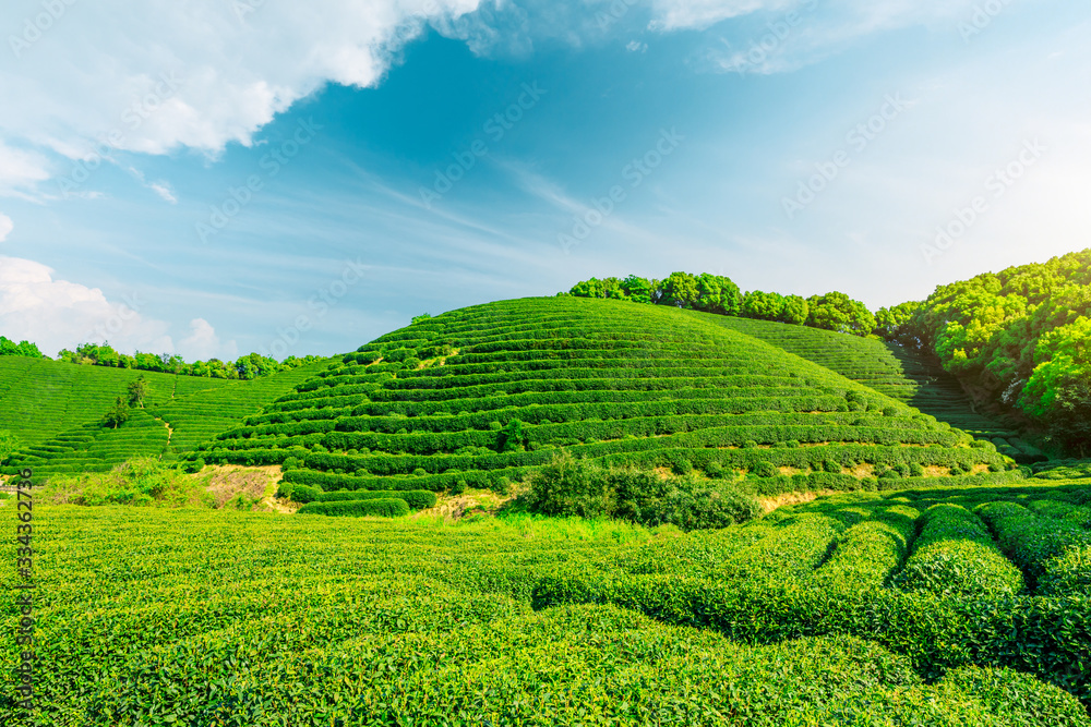 Tea plantation on sunny day,green nature landscape. Tea plantation on sunny day,green nature landscape.
