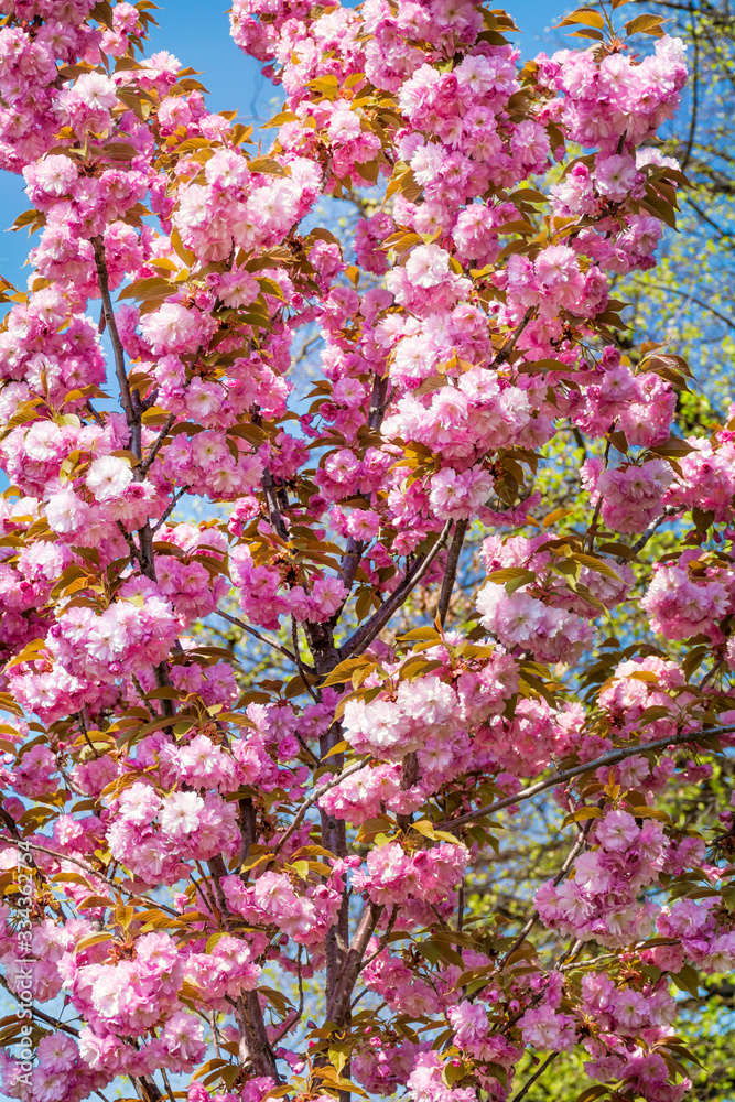 Spring Cherry Blossoms, Pink Flowers Background Spring Cherry Blossoms, Pink Flowers Background