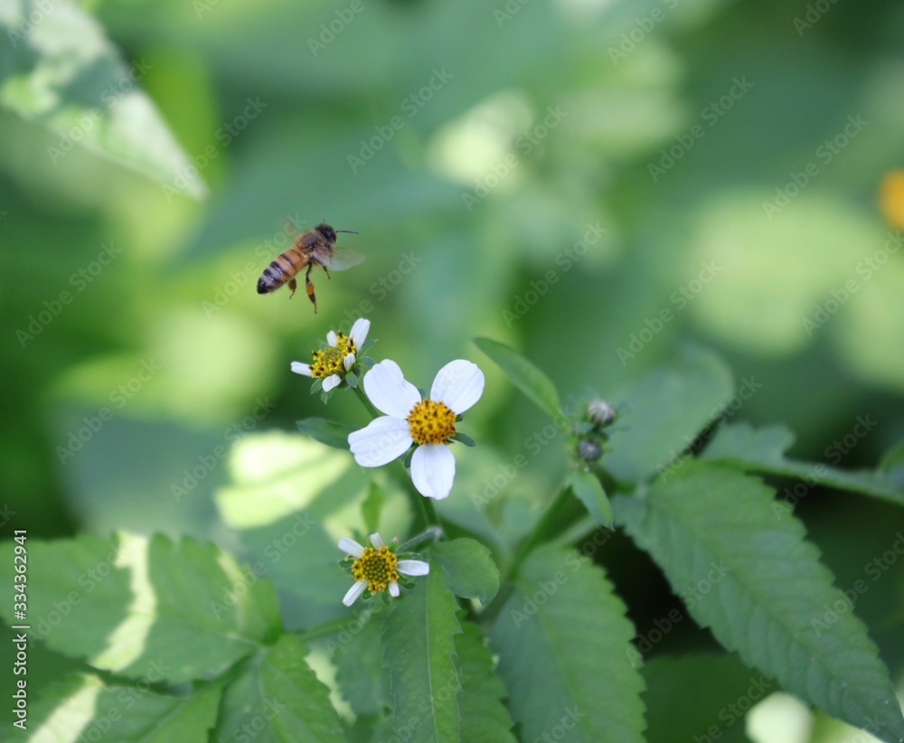 Bee hovering over an orange and white flower trying to get pollen with a nice green background Bee hovering over an orange and white flower trying to get pollen with a nice green background