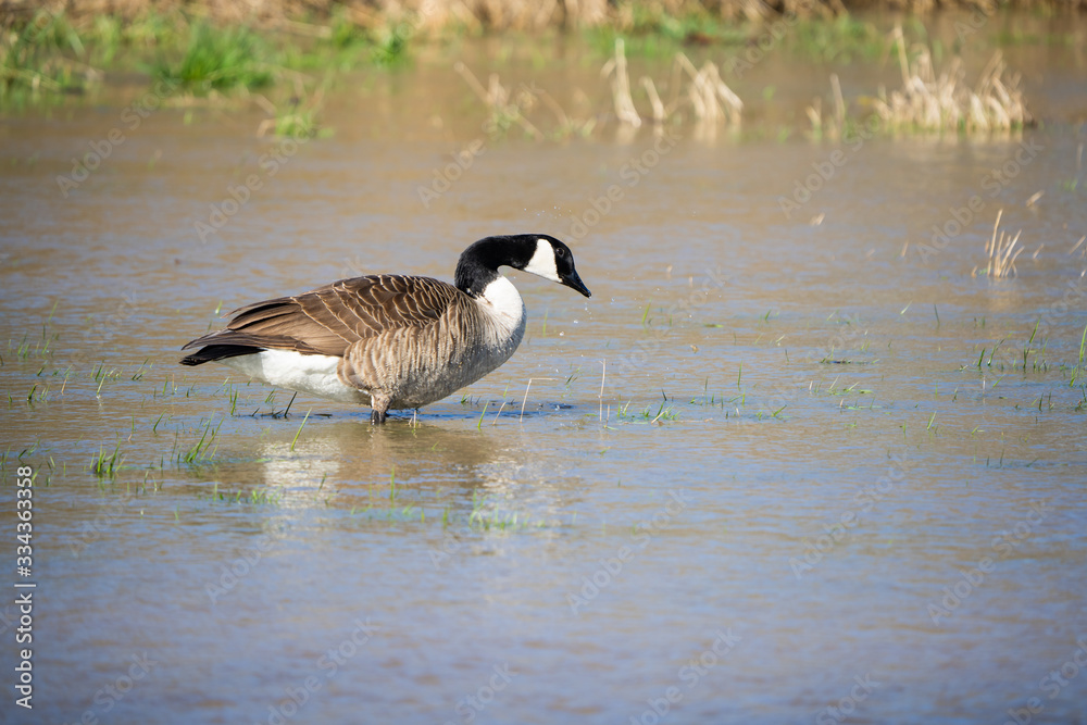 Canada goose looking for food in a flooded meadow Canada goose looking for food in a flooded meadow
