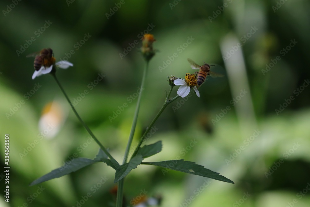 Bee hovering over an orange and white flower trying to get pollen with a nice green background Bee hovering over an orange and white flower trying to get pollen with a nice green background