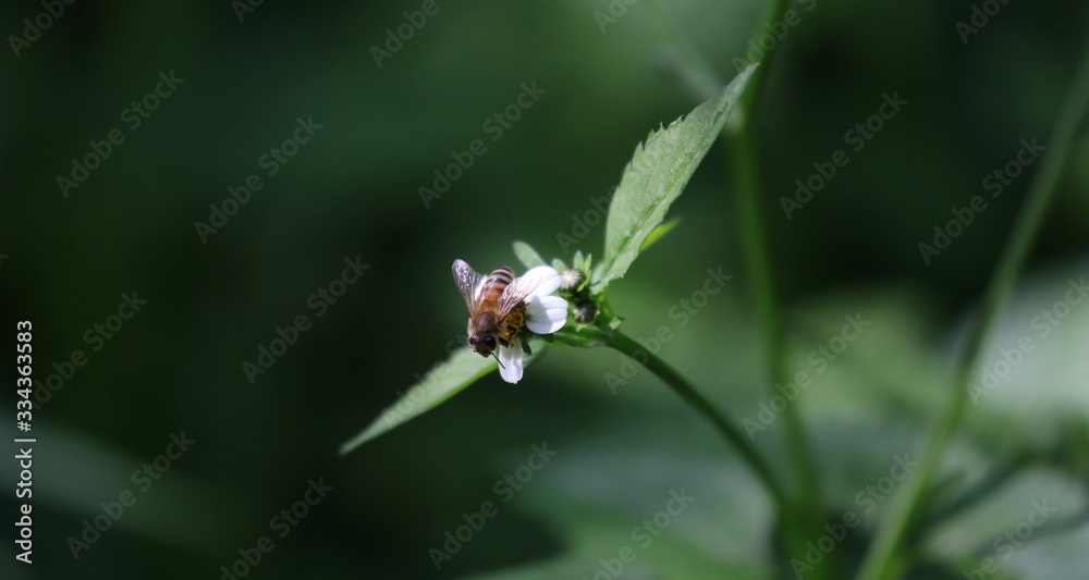 Bee hovering over an orange and white flower trying to get pollen with a nice green background Bee hovering over an orange and white flower trying to get pollen with a nice green background