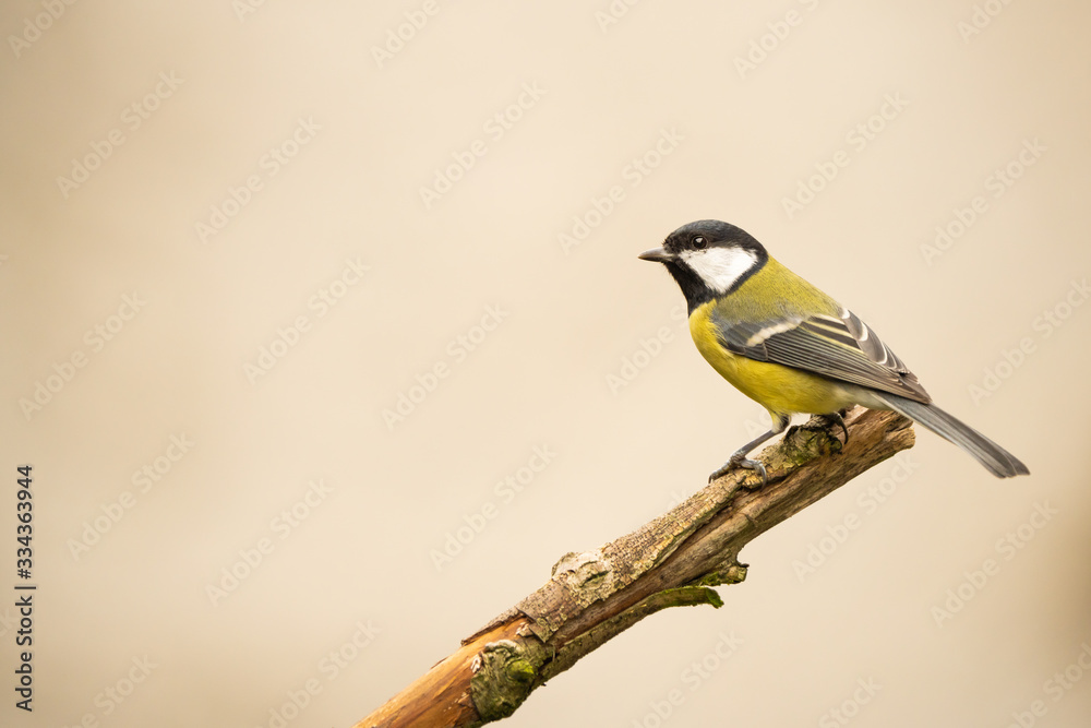 Obraz premium Great tit on a branch in front of a bright background