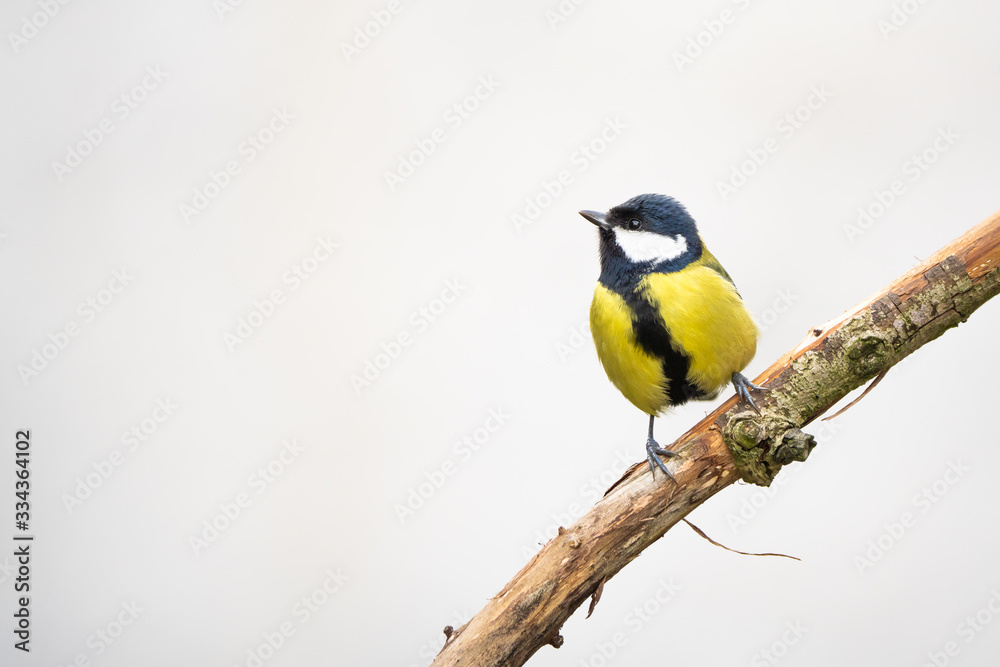 Obraz premium Great tit on a branch in front of a bright background