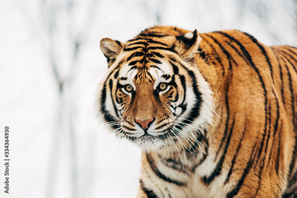 Obraz premium Beautiful portrait of a tiger