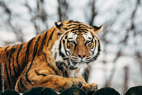 Beautiful portrait of a tiger