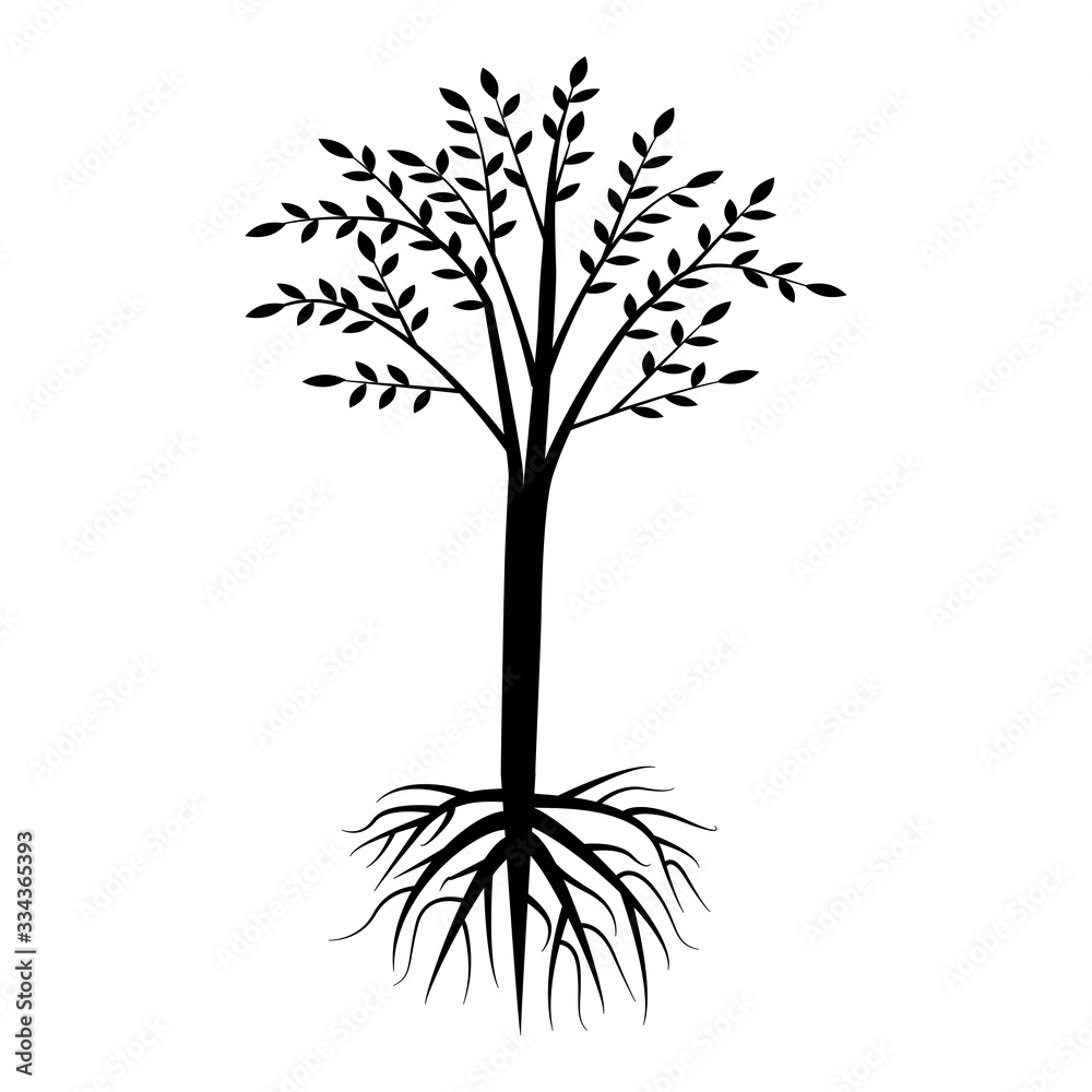 Obraz premium black tree on with root and crown on a white background