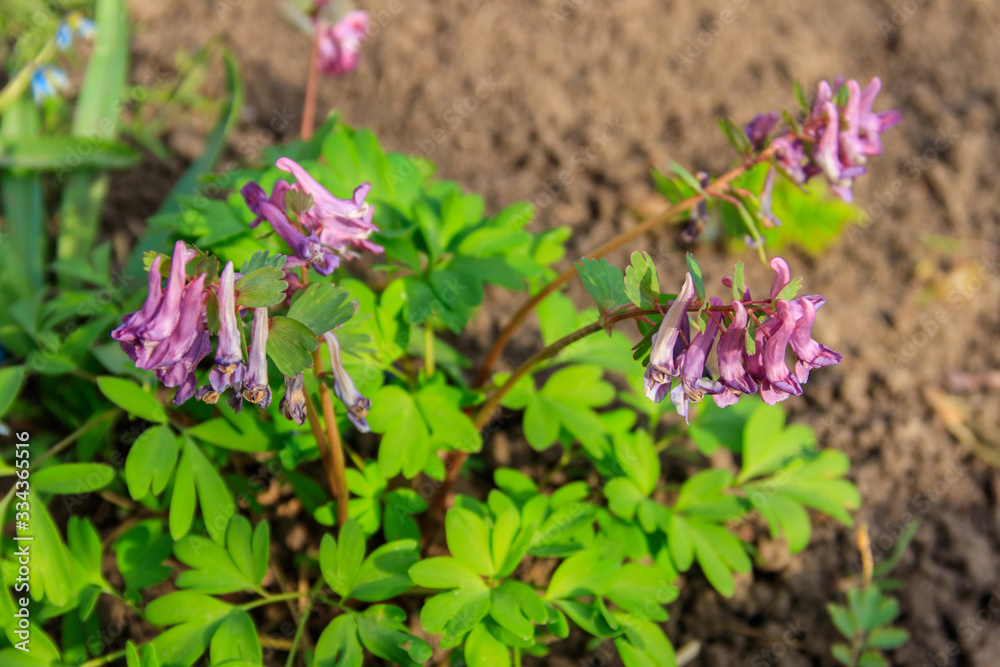 Purple corydalis flowers in forest at spring Purple corydalis flowers in forest at spring