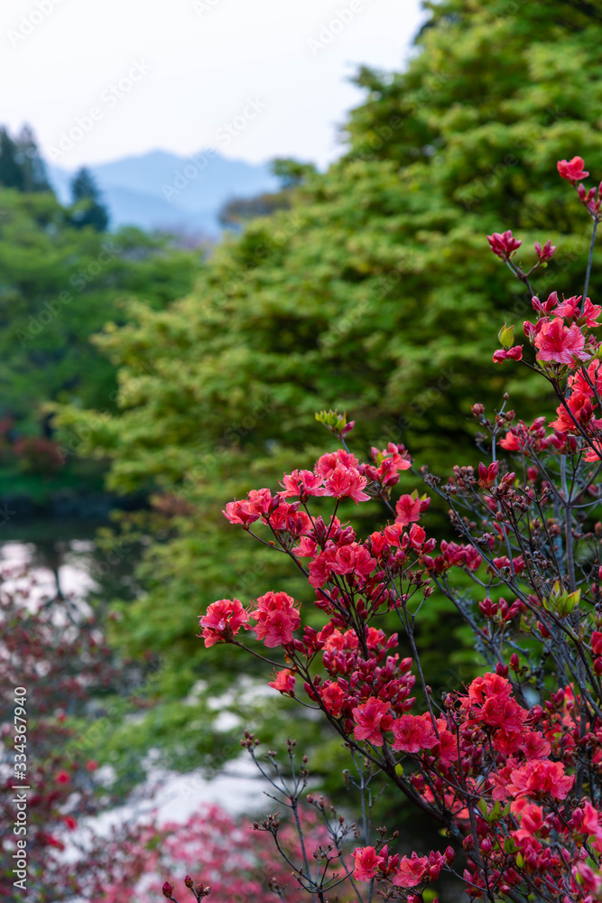 Fototapeta premium 山奥で真っ赤に咲いているツツジ