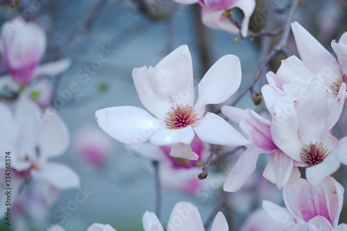 large flower on a tree in Chico CA February 2020 Taken with Nikon D850 using Tamron 90mm macro lens photo