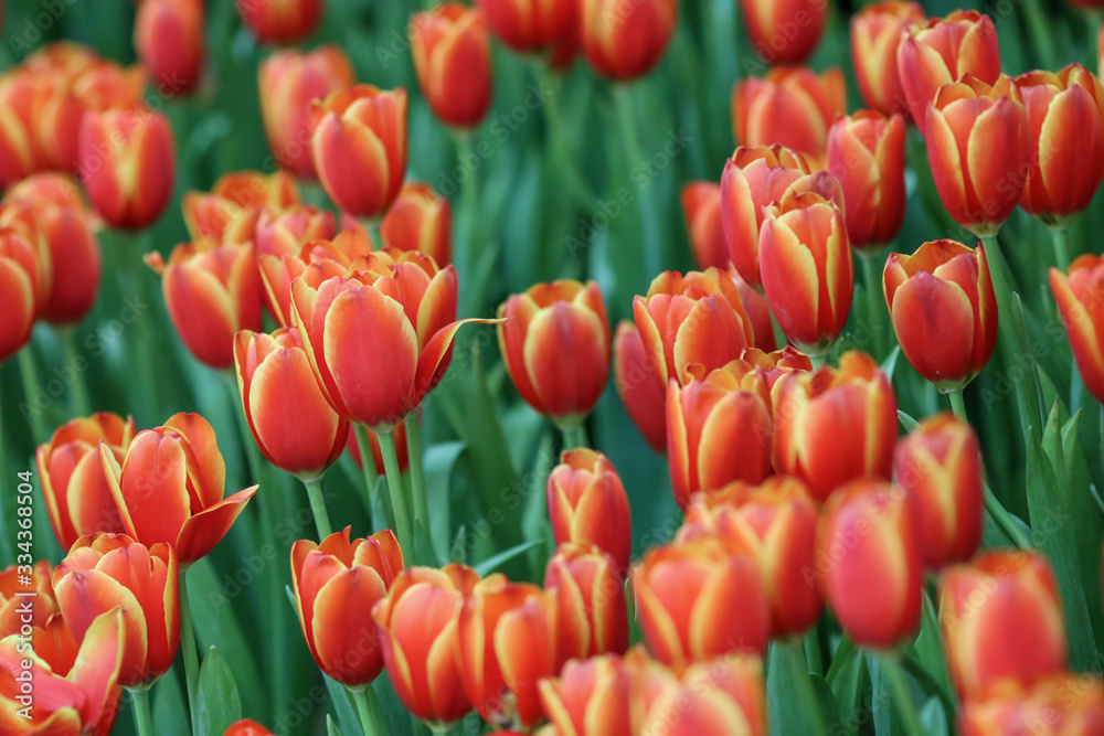 Beautiful tulip flowers with blured background in the garden. Orange tulip flowers. Selective focus.
