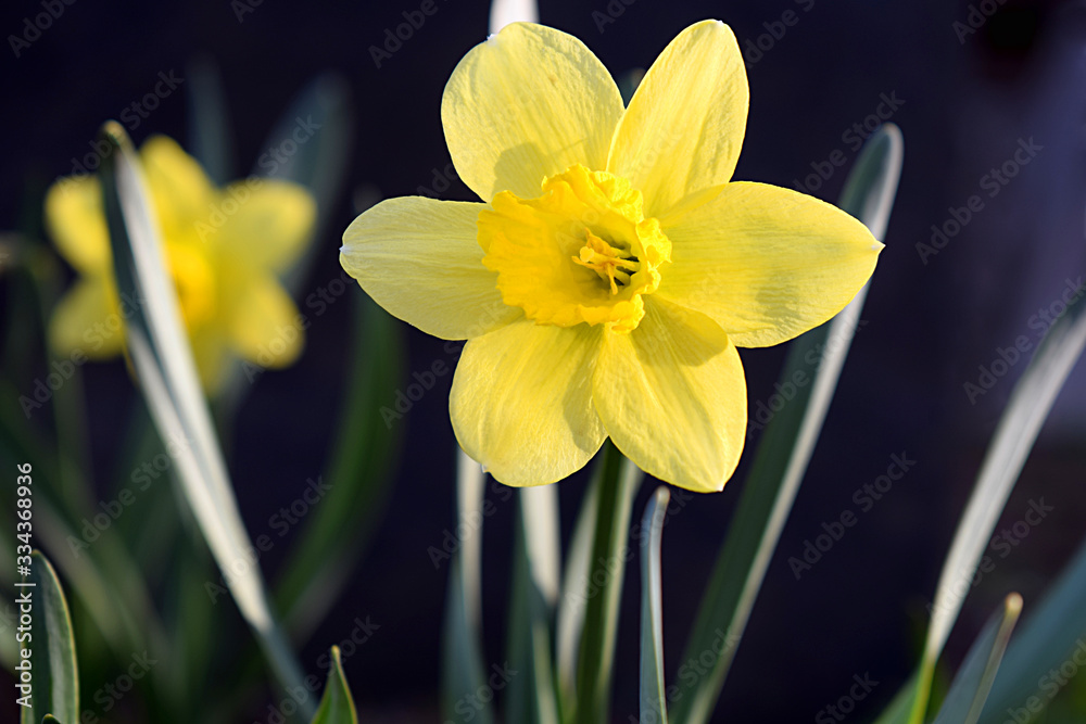 Fototapeta premium Close-up of a yellow daffodil flower illuminated by the morning sun.