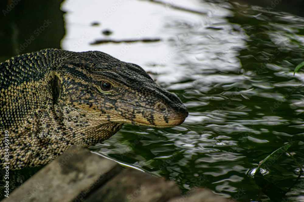Obraz premium monitor lizard in the water